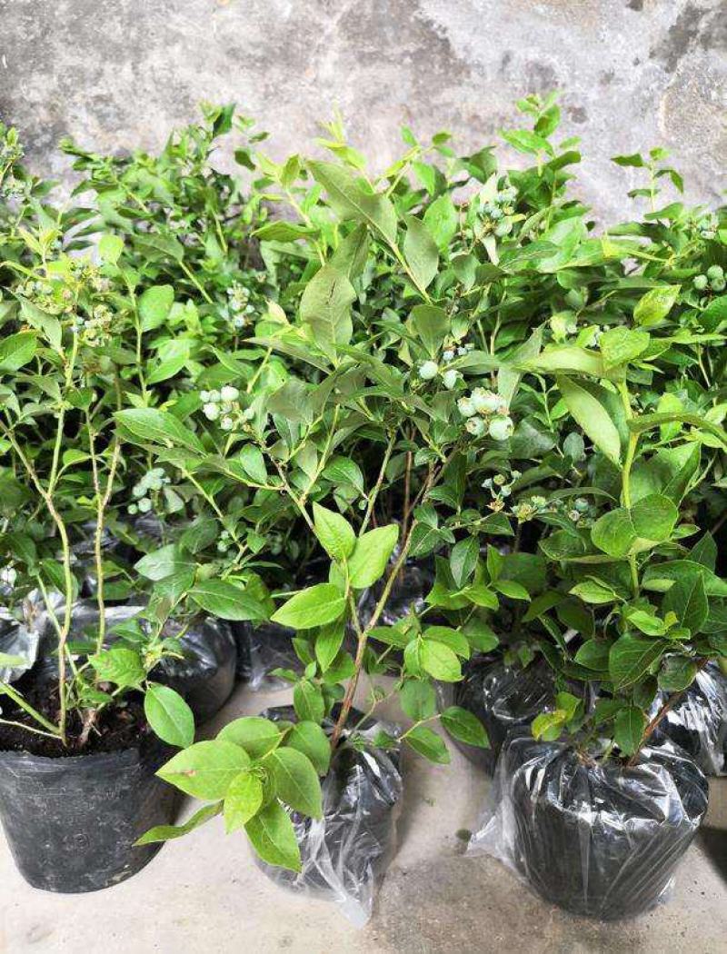 蓝莓树苗盆栽地栽阳台庭院南北方种植当年结果绿植苗