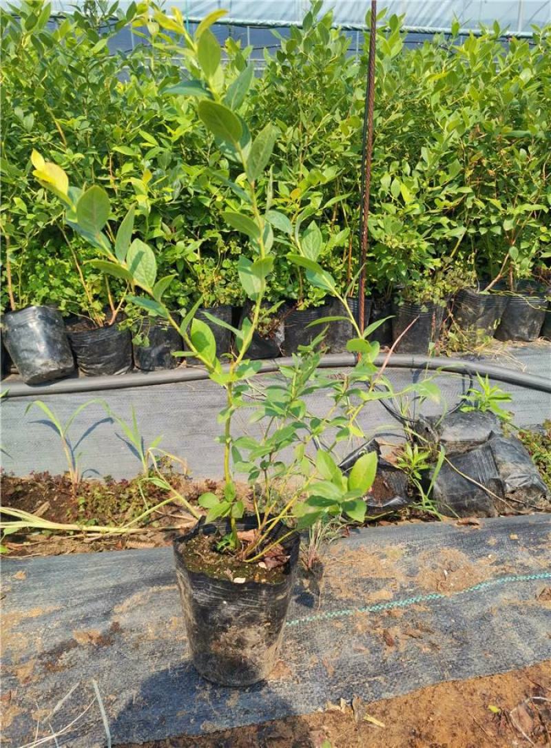 蓝莓树苗盆栽地栽阳台庭院南北方种植当年结果绿植苗