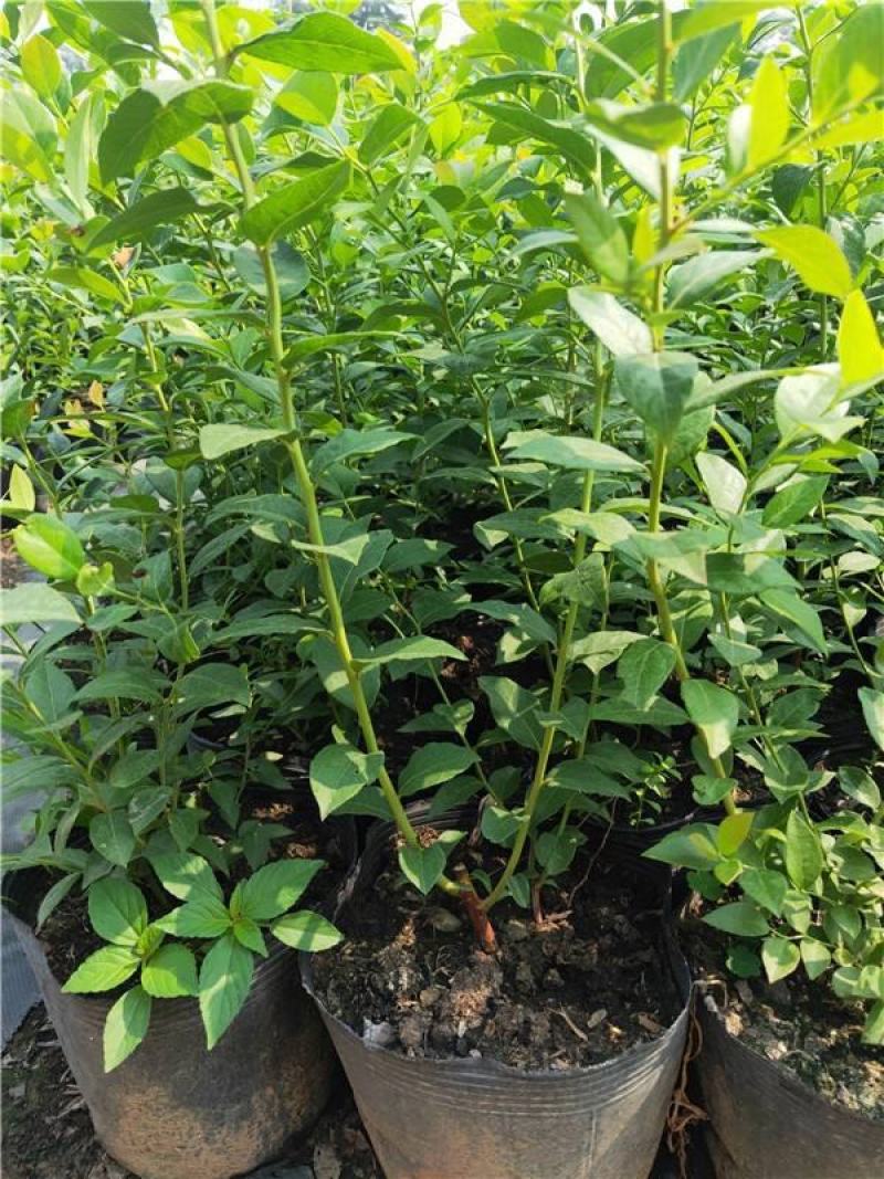 蓝莓树苗盆栽地栽阳台庭院南北方种植当年结果绿植苗