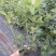 蓝莓树苗盆栽地栽阳台庭院南北方种植当年结果绿植苗