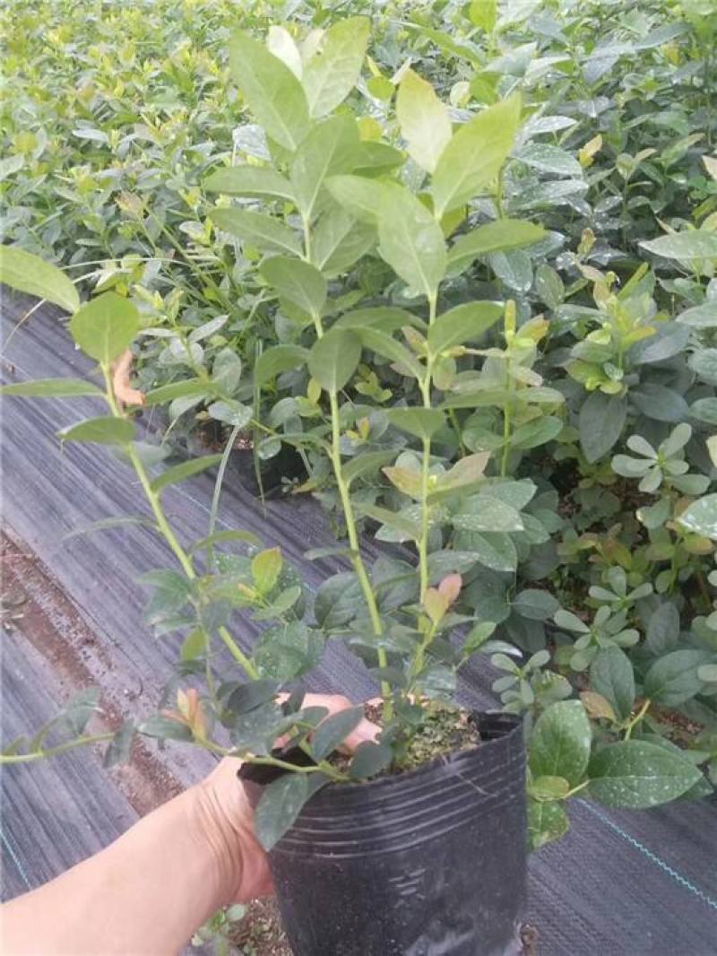 蓝莓树苗盆栽地栽阳台庭院南北方种植当年结果绿植苗