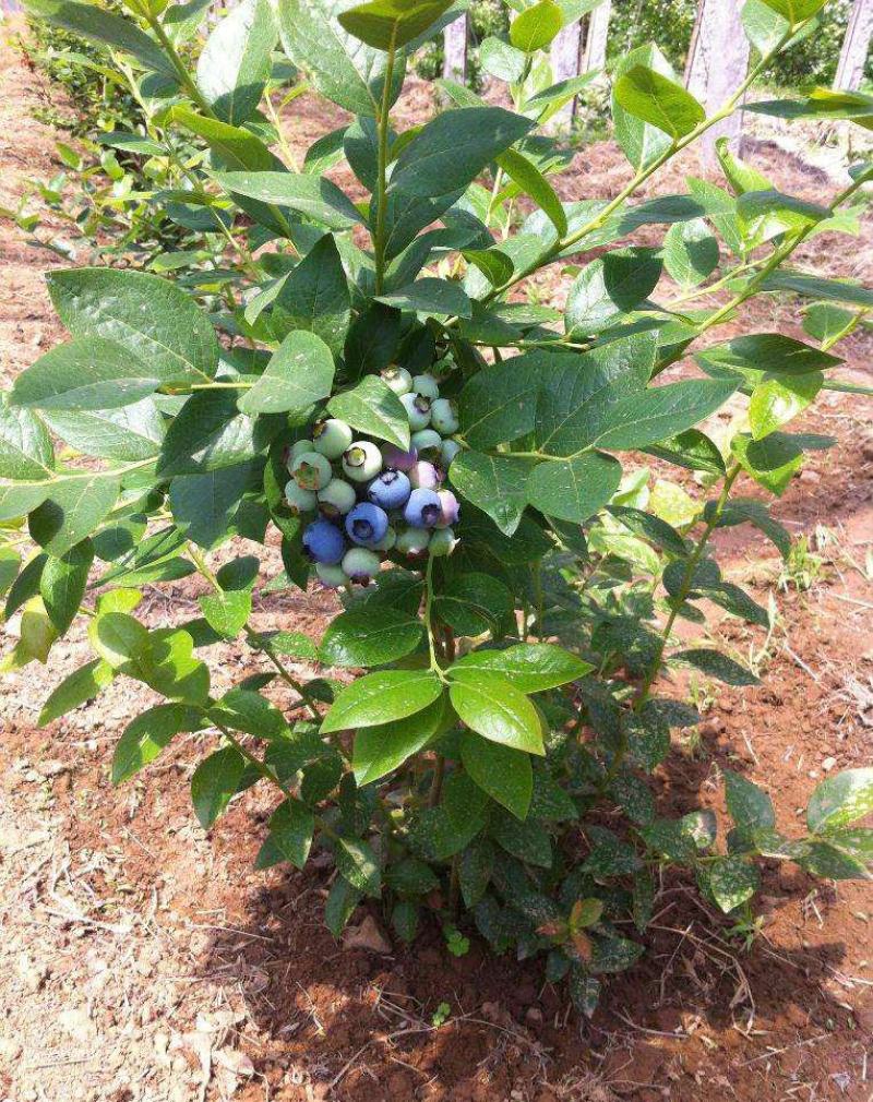 蓝莓树苗盆栽地栽阳台庭院南北方种植当年结果绿植苗
