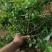 蓝莓树苗盆栽地栽阳台庭院南北方种植当年结果绿植苗