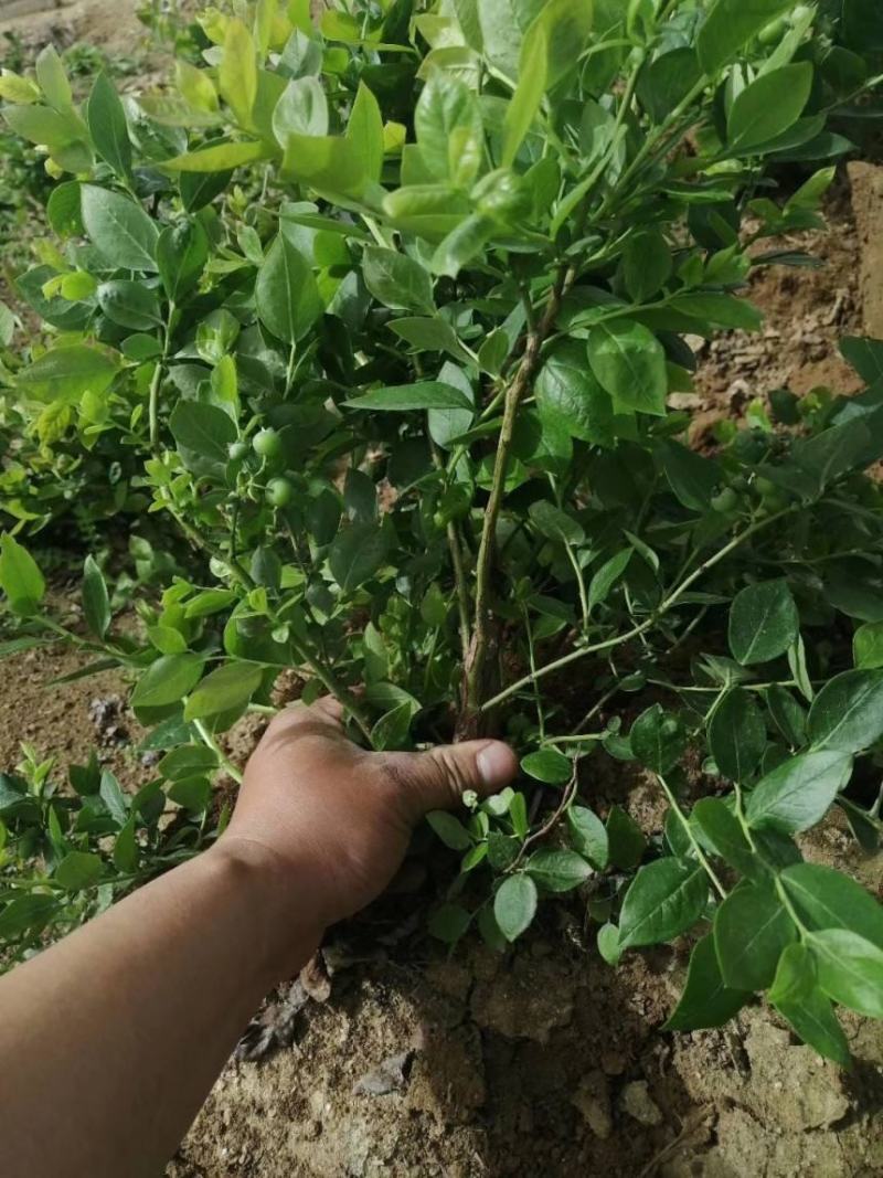 蓝莓树苗盆栽地栽阳台庭院南北方种植当年结果绿植苗