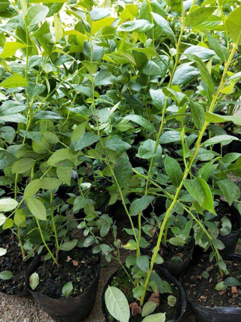 蓝莓树苗盆栽地栽阳台庭院南北方种植当年结果绿植苗