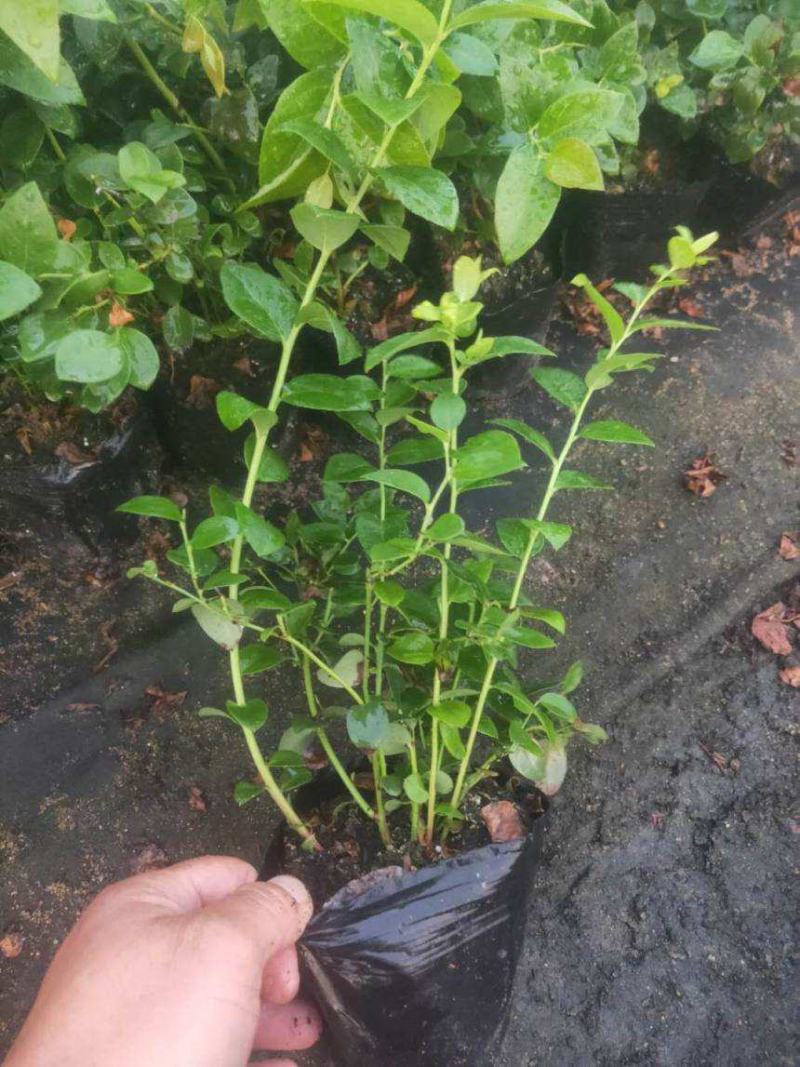 蓝莓树苗盆栽地栽阳台庭院南北方种植当年结果绿植苗