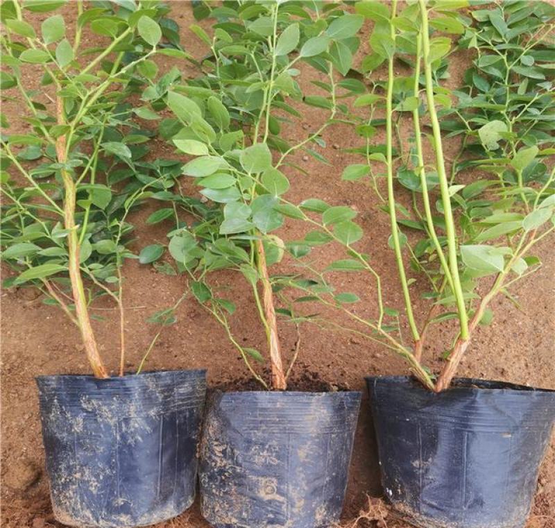 蓝莓树苗盆栽地栽阳台庭院南北方种植当年结果绿植苗
