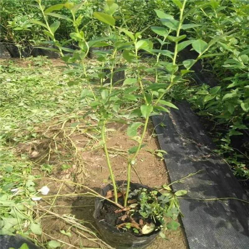 蓝莓树苗盆栽地栽阳台庭院南北方种植当年结果绿植苗