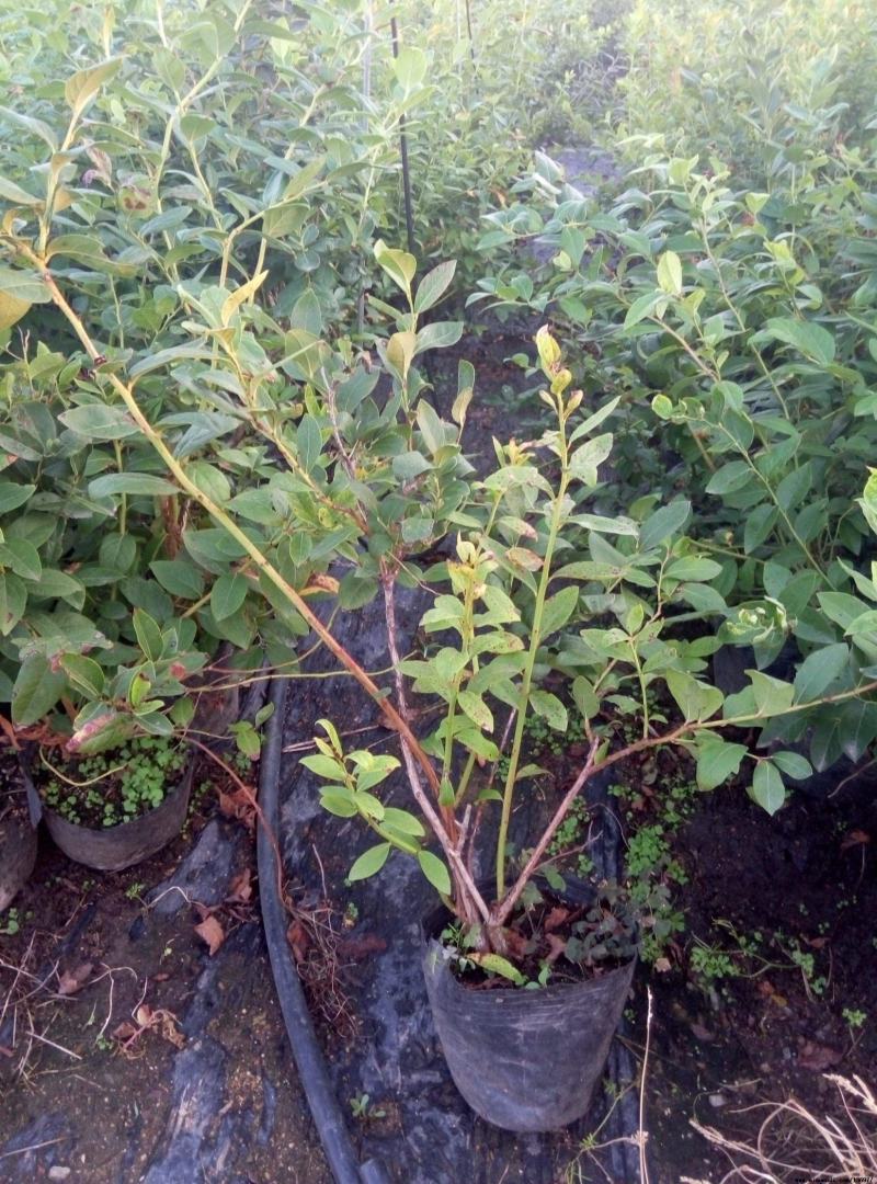 蓝莓树苗盆栽地栽阳台庭院南北方种植当年结果绿植苗