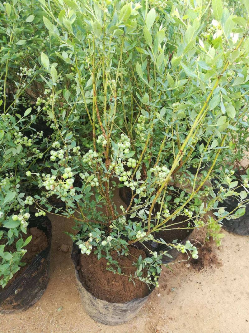 蓝莓树苗盆栽地栽阳台庭院南北方种植当年结果绿植苗
