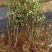 蓝莓树苗盆栽地栽阳台庭院南北方种植当年结果绿植苗