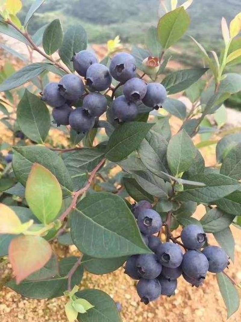 蓝莓种子蓝莓树苗种子阳台盆栽果园庭院蓝梅树果树苗种子