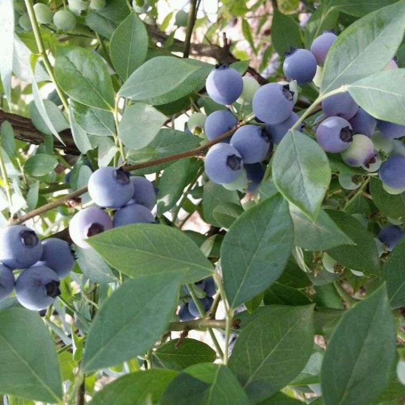蓝莓种子蓝莓树苗种子阳台盆栽果园庭院蓝梅树果树苗种子