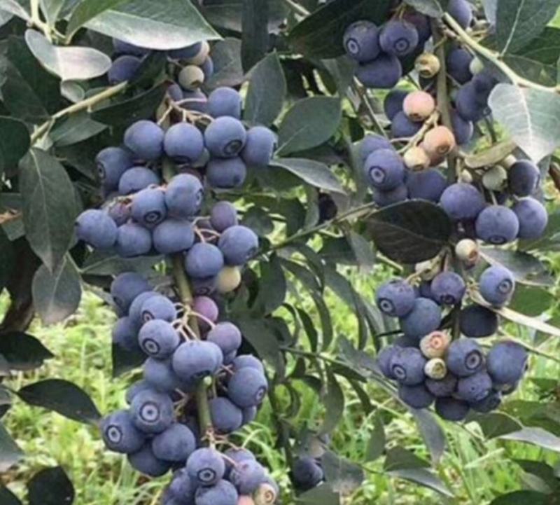 蓝莓种子蓝莓树苗种子阳台盆栽果园庭院蓝梅树果树苗种子