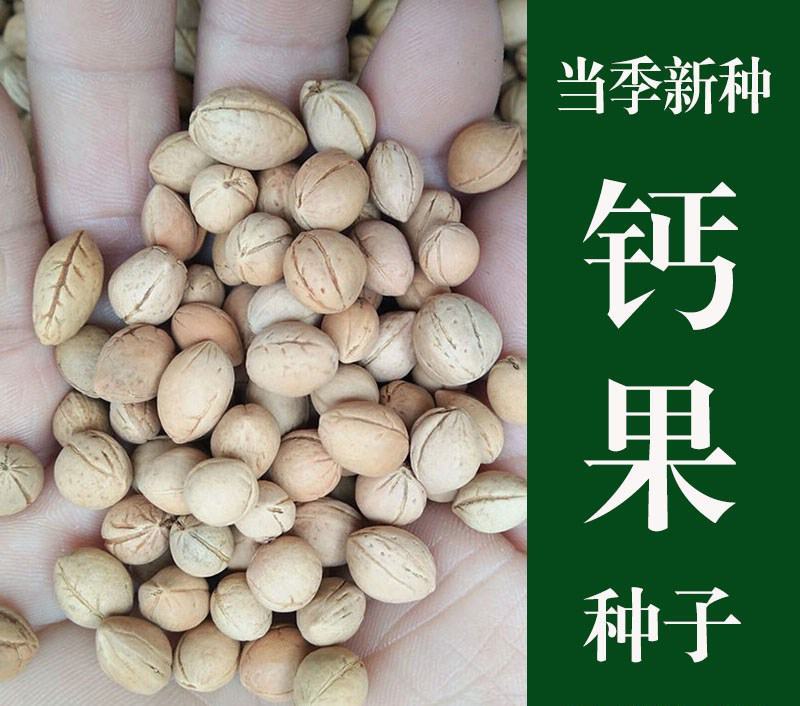 散装优质水果补钙之星钙果种子欧李种子观果盆景种子