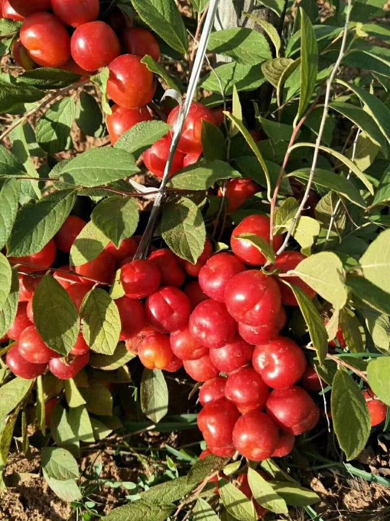 散装优质水果补钙之星钙果种子欧李种子观果盆景种子