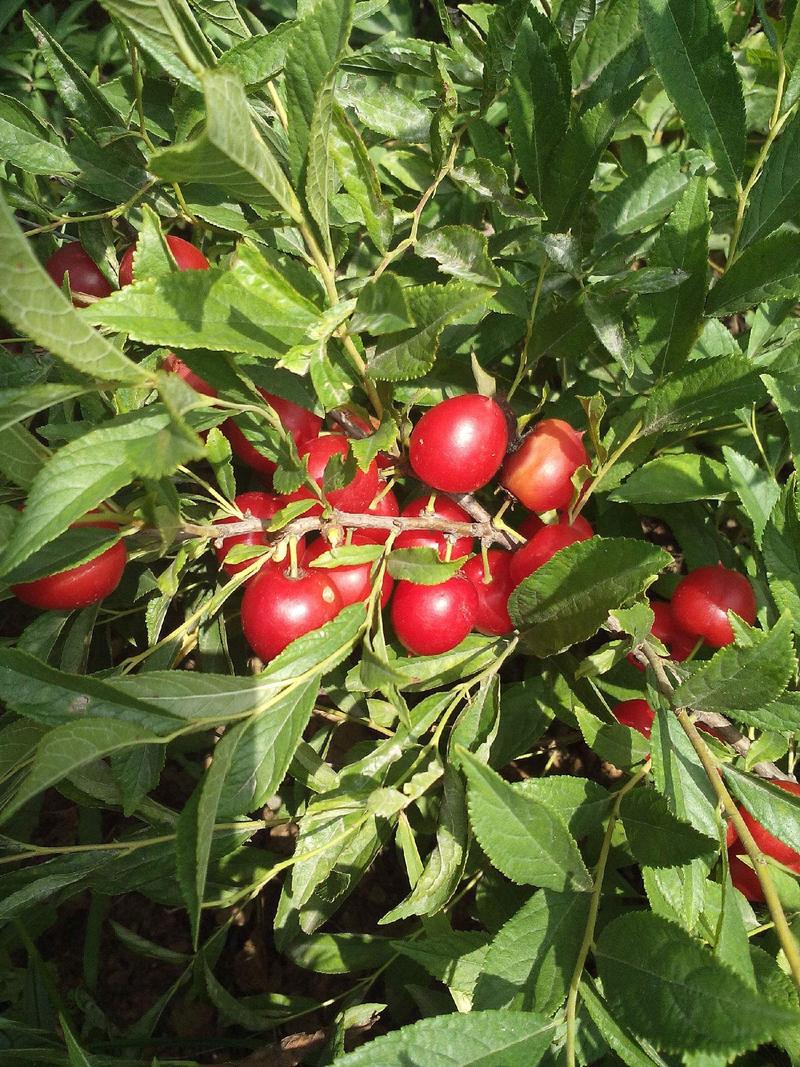 散装优质水果补钙之星钙果种子欧李种子观果盆景种子