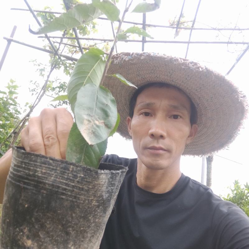 红妃樱桃，杯苗四季都可种植，