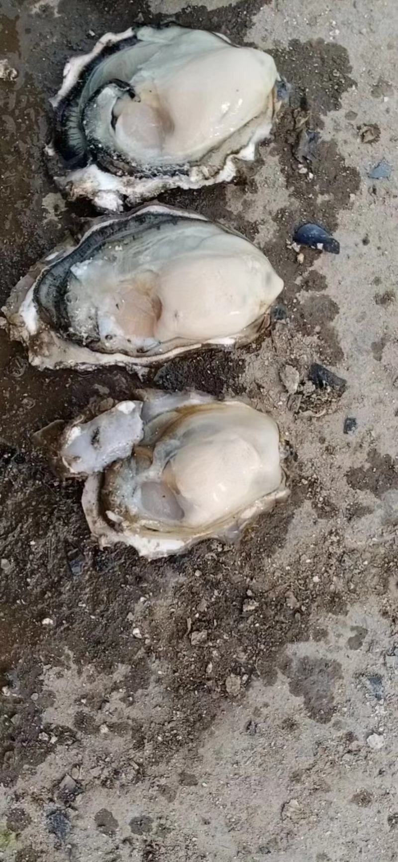 大连生蚝