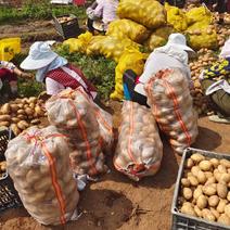 土豆精品土豆全国供应，质量保证，量大从优，欢迎