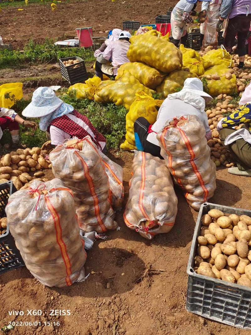 土豆精品土豆全国供应，质量保证，量大从优，欢迎下单