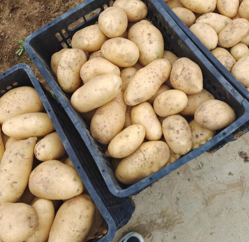 土豆精品土豆全国供应，质量保证，量大从优，欢迎下单