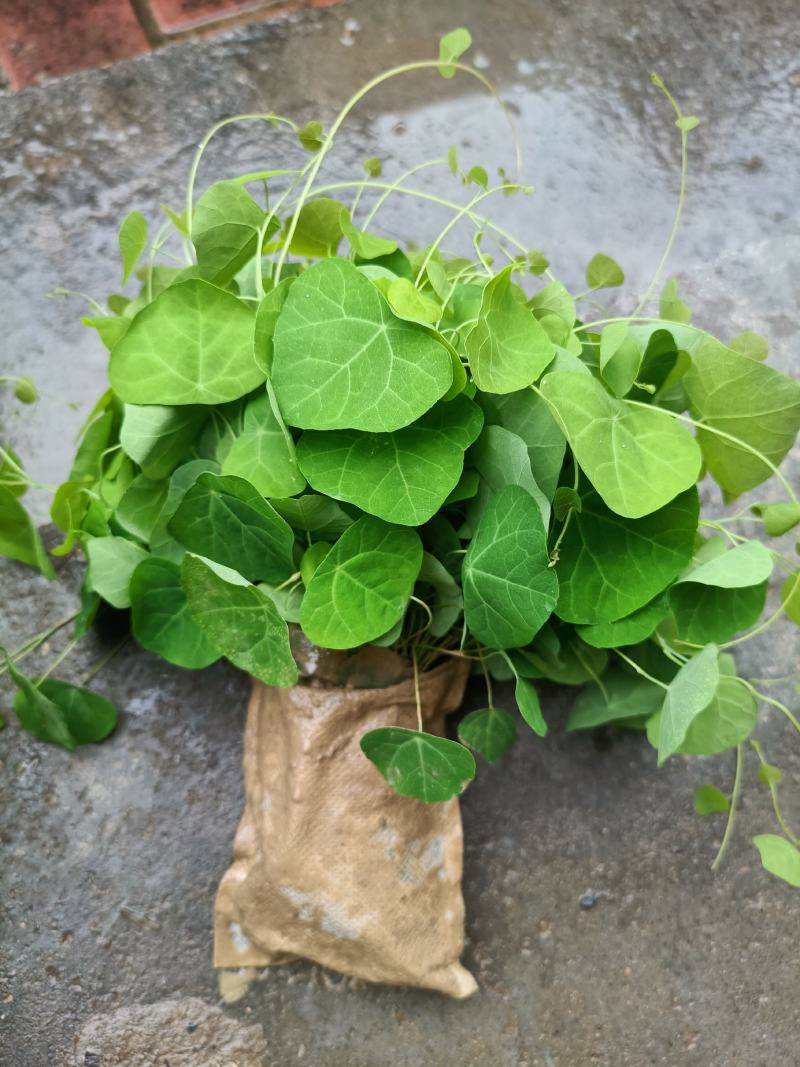 粉防己