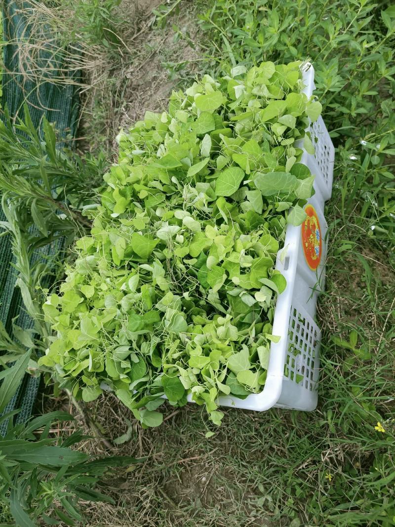 粉防己