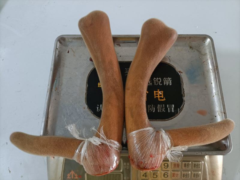 新鲜鹿茸，鹿茸，二杠，三杈，新鲜鹿茸，鹿茸，二杠，三杈！