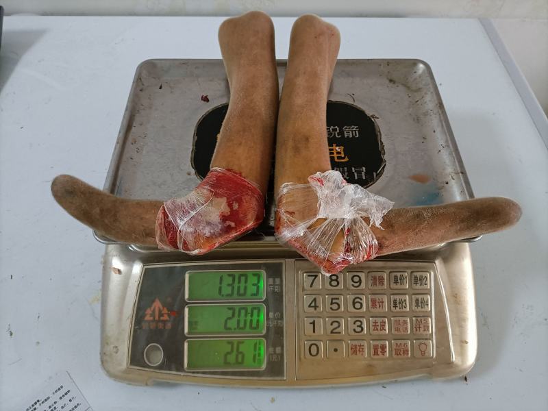 新鲜鹿茸，鹿茸，二杠，三杈，新鲜鹿茸，鹿茸，二杠，三杈！