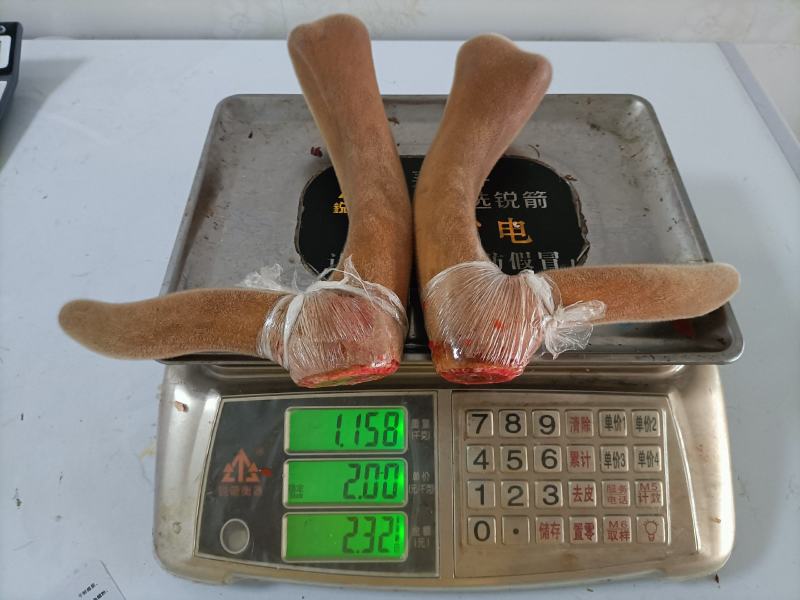 新鲜鹿茸，鹿茸，二杠，三杈，新鲜鹿茸，鹿茸，二杠，三杈！