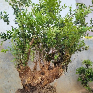 小叶黄杨占地老桩