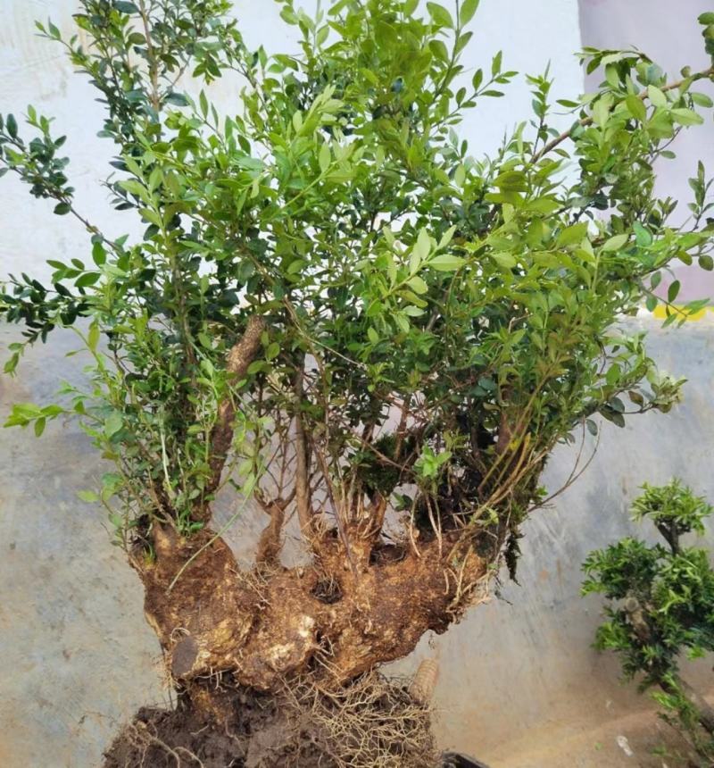 小叶黄杨占地老桩