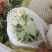 兰州榆中散花大量上市
