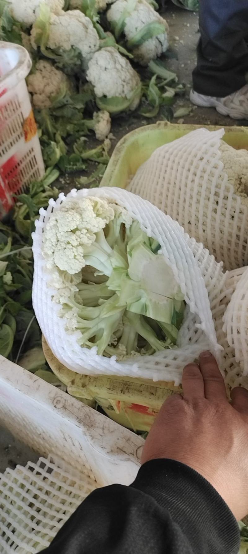 兰州榆中散花大量上市