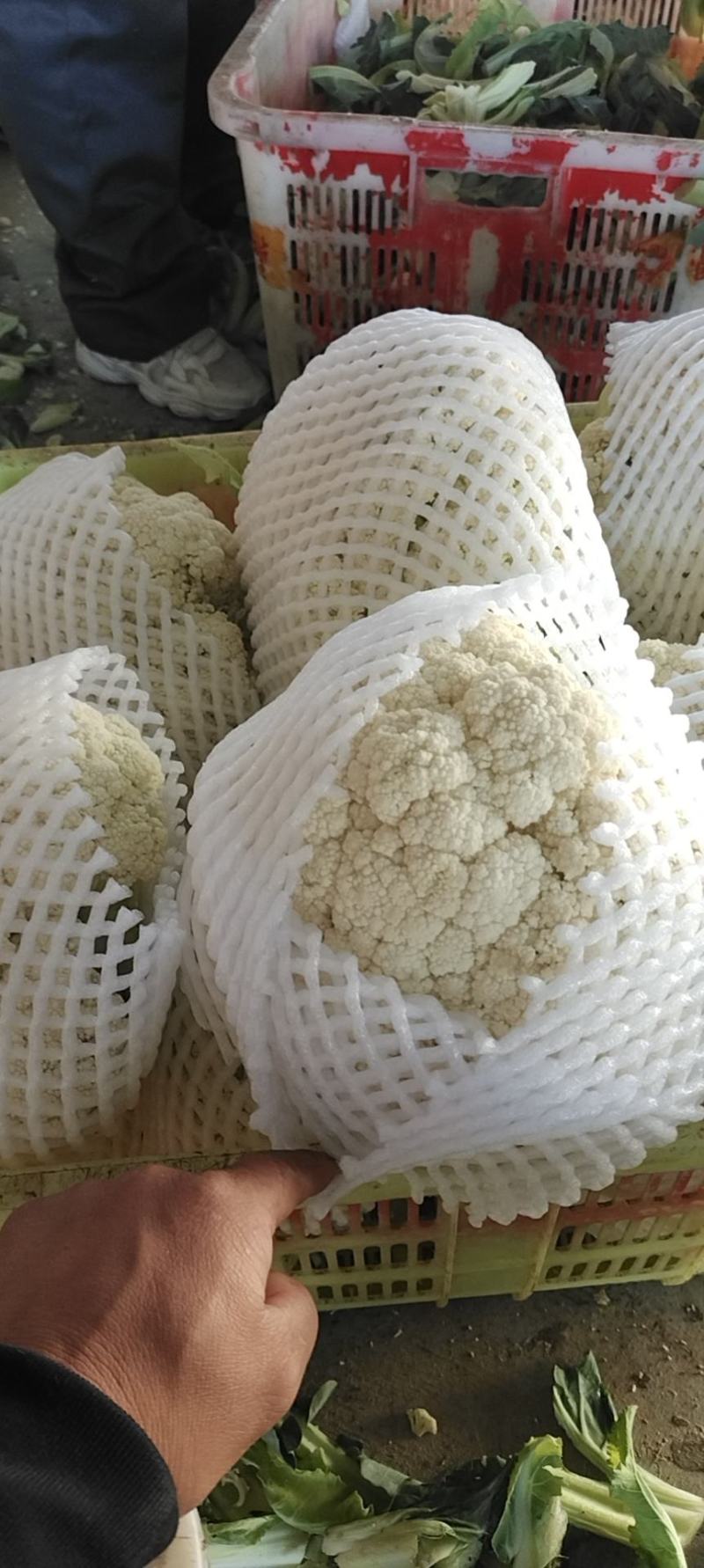 兰州榆中散花大量上市