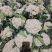 兰州榆中散花大量上市