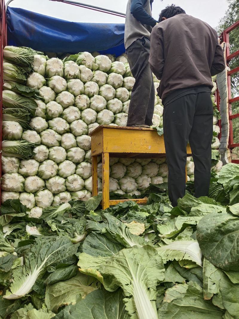 大白菜个头匀称，叶绿黄心新鲜货