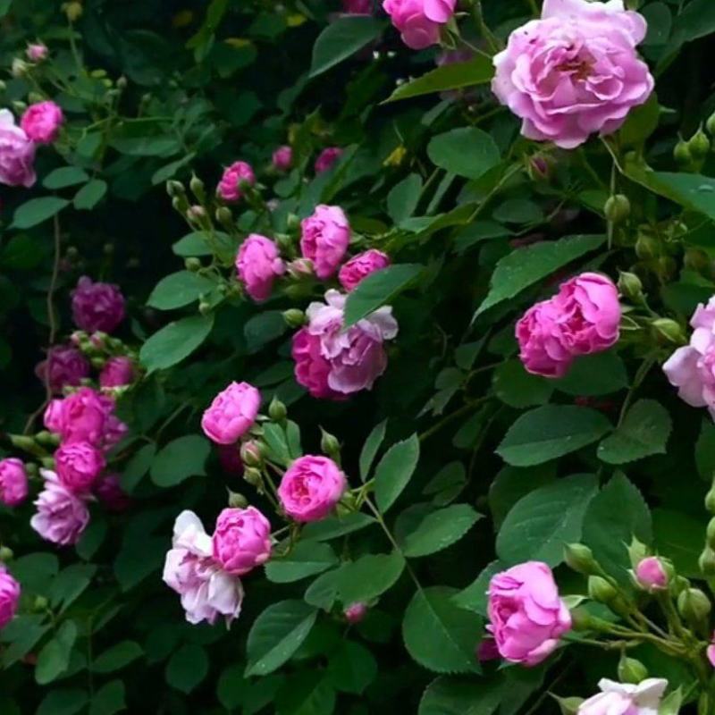 墙薇花苗:爬藤植物，丰花墙薇，美化围墙及平房顶掉花和土壁