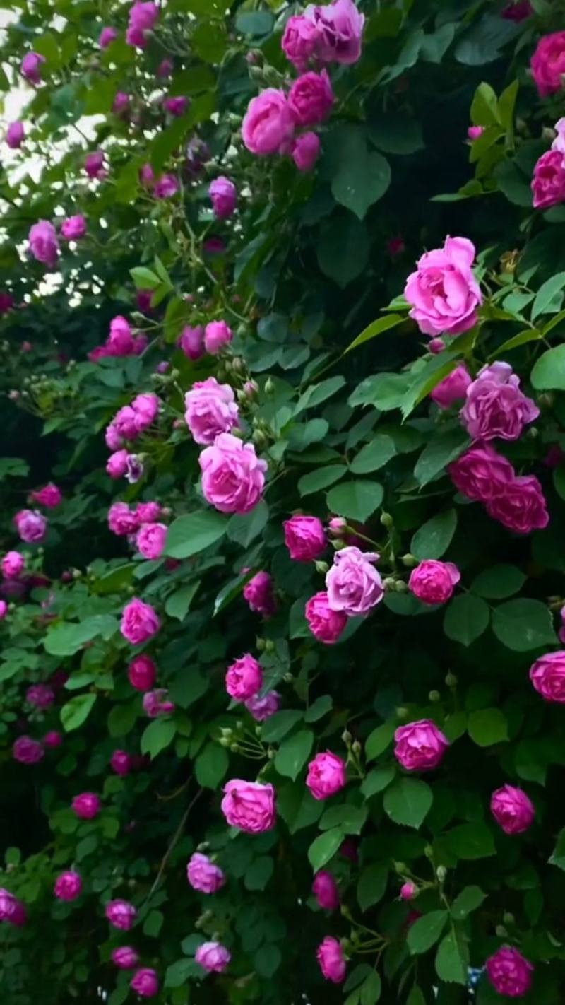 墙薇花苗:爬藤植物，丰花墙薇，美化围墙及平房顶掉花和土壁