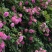 墙薇花苗:爬藤植物，丰花墙薇，美化围墙及平房顶掉花和土壁