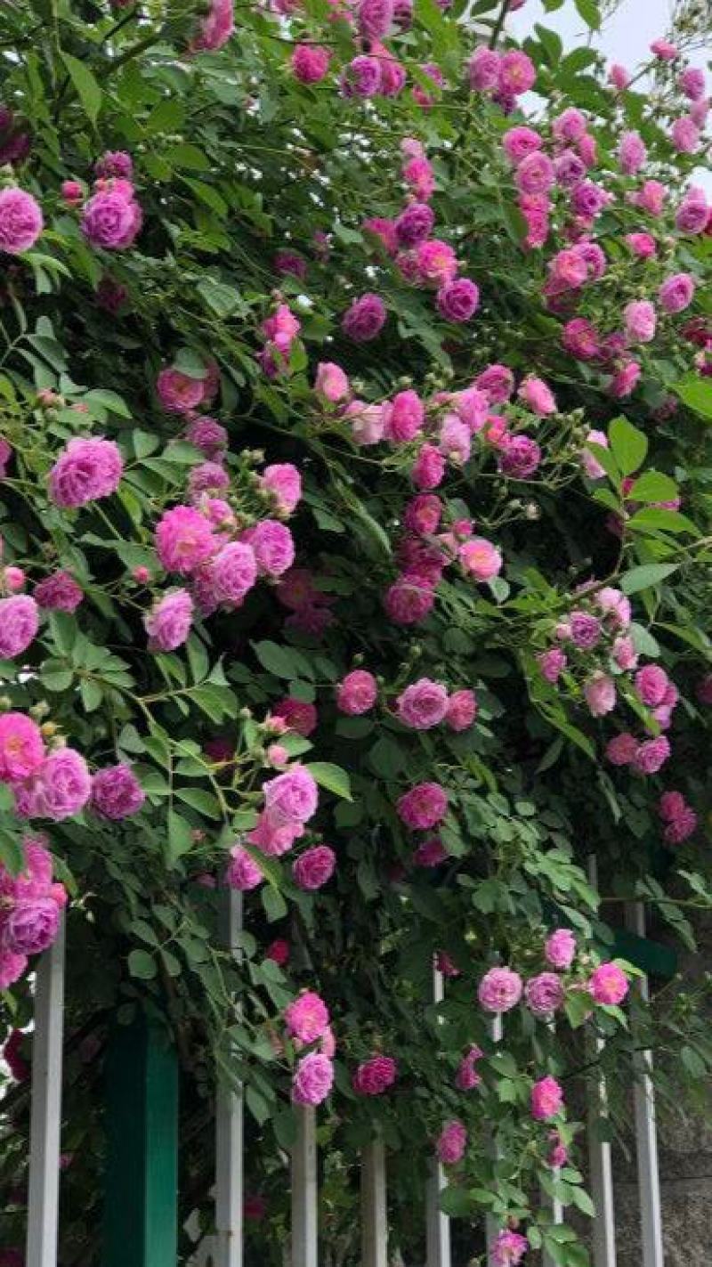 墙薇花苗:爬藤植物，丰花墙薇，美化围墙及平房顶掉花和土壁