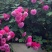墙薇花苗:爬藤植物，丰花墙薇，美化围墙及平房顶掉花和土壁