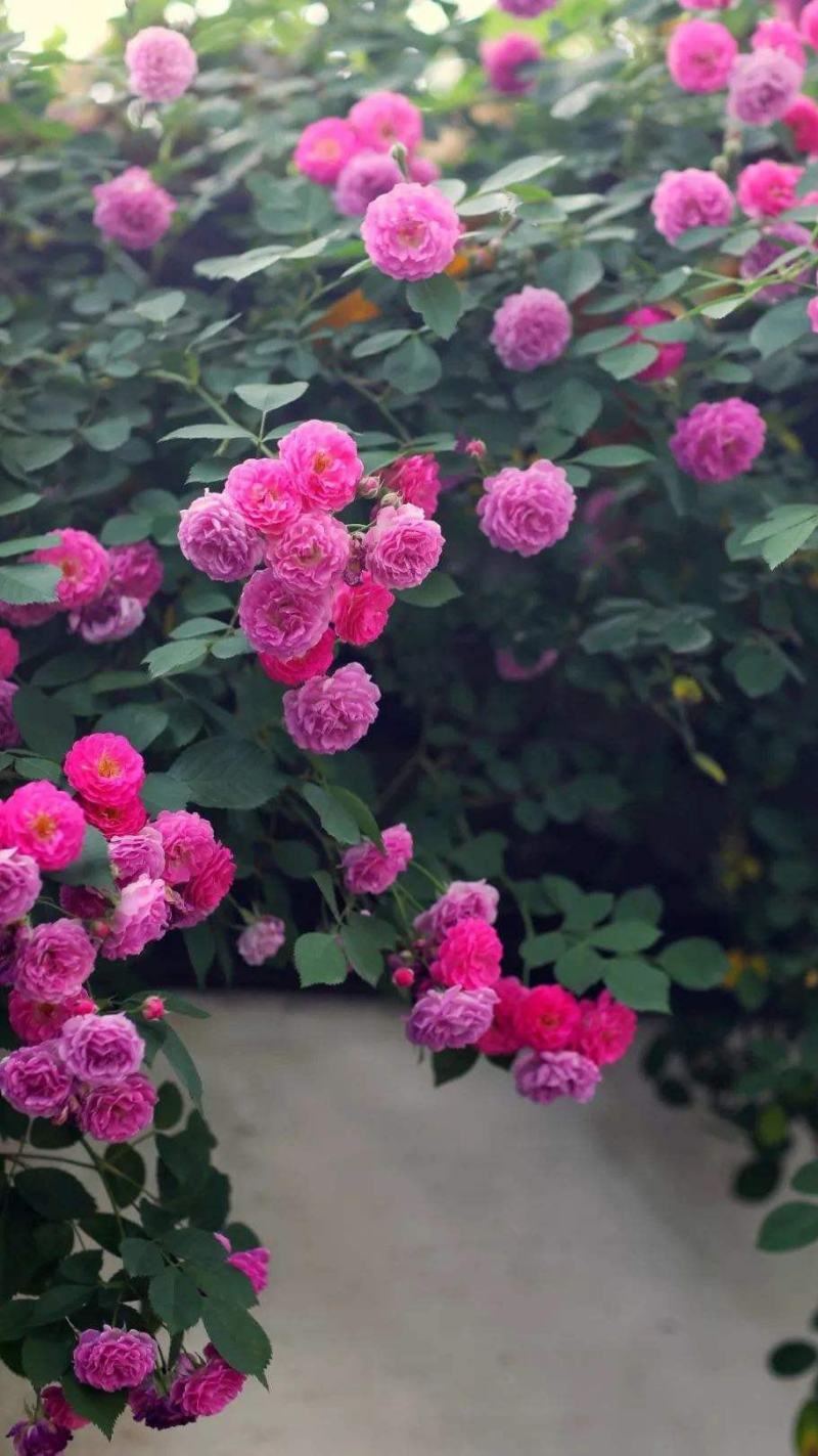 墙薇花苗:爬藤植物，丰花墙薇，美化围墙及平房顶掉花和土壁