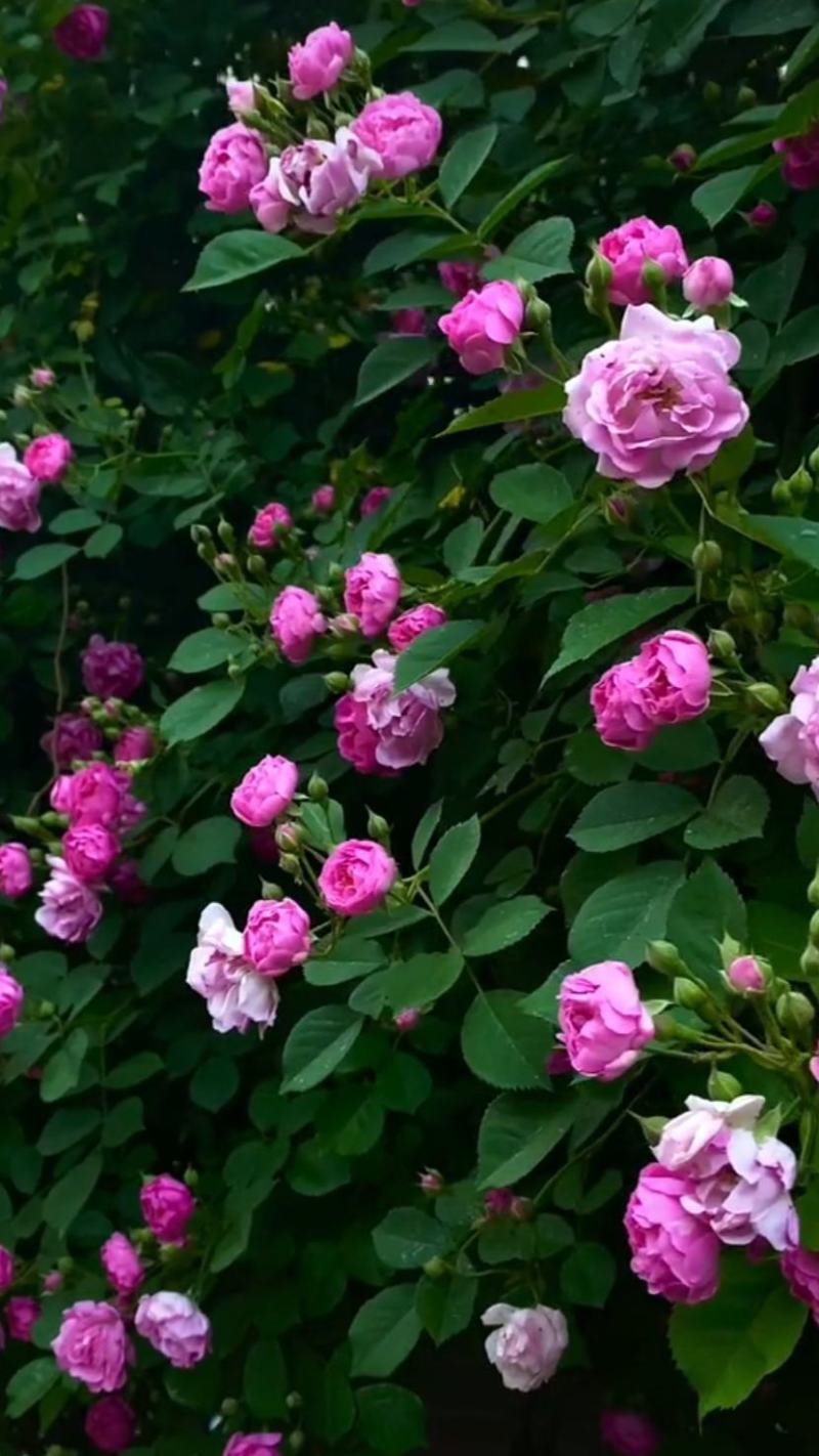 墙薇花苗:爬藤植物，丰花墙薇，美化围墙及平房顶掉花和土壁