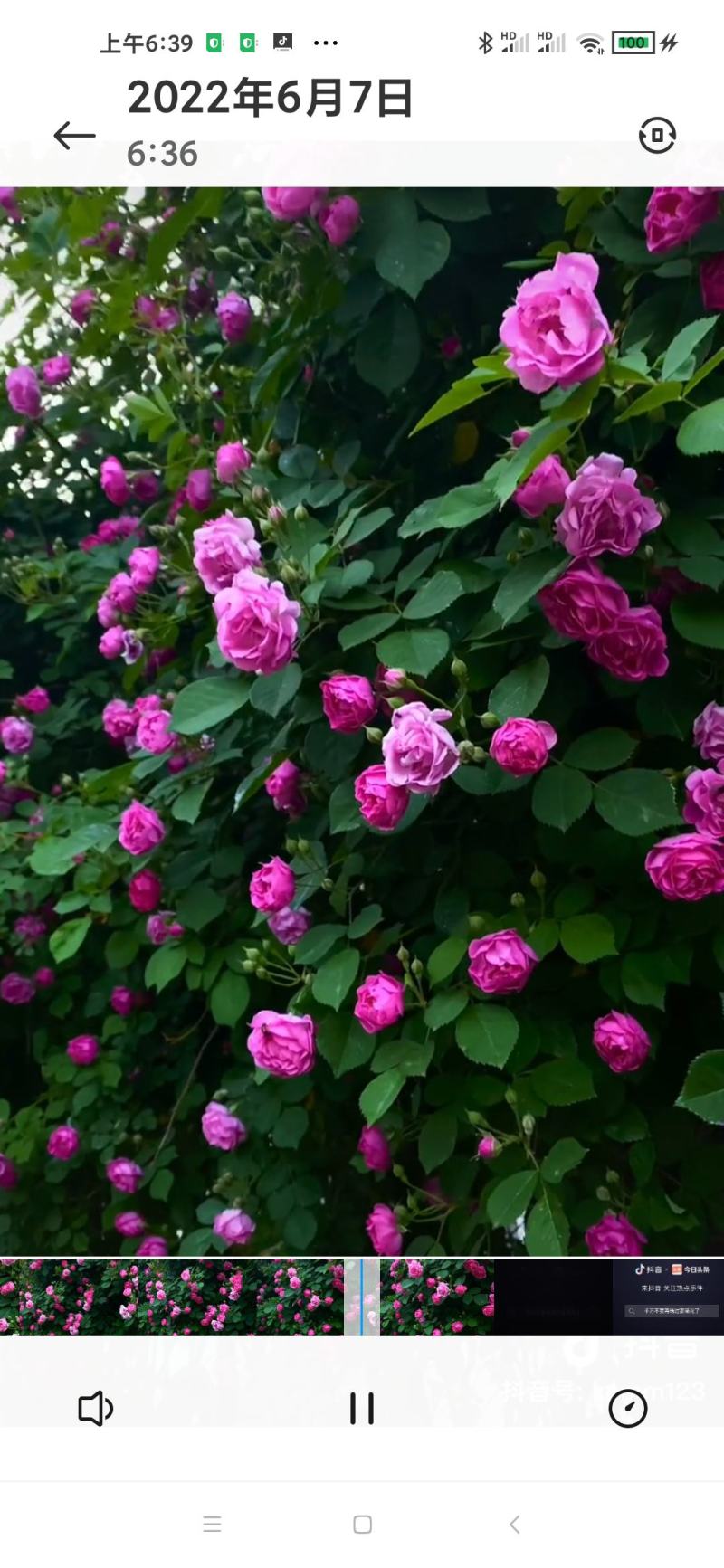 墙薇花苗:爬藤植物，丰花墙薇，美化围墙及平房顶掉花和土壁