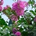墙薇花苗:爬藤植物，丰花墙薇，美化围墙及平房顶掉花和土壁