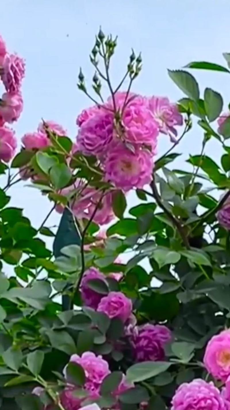 墙薇花苗:爬藤植物，丰花墙薇，美化围墙及平房顶掉花和土壁