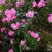 墙薇花苗:爬藤植物，丰花墙薇，美化围墙及平房顶掉花和土壁