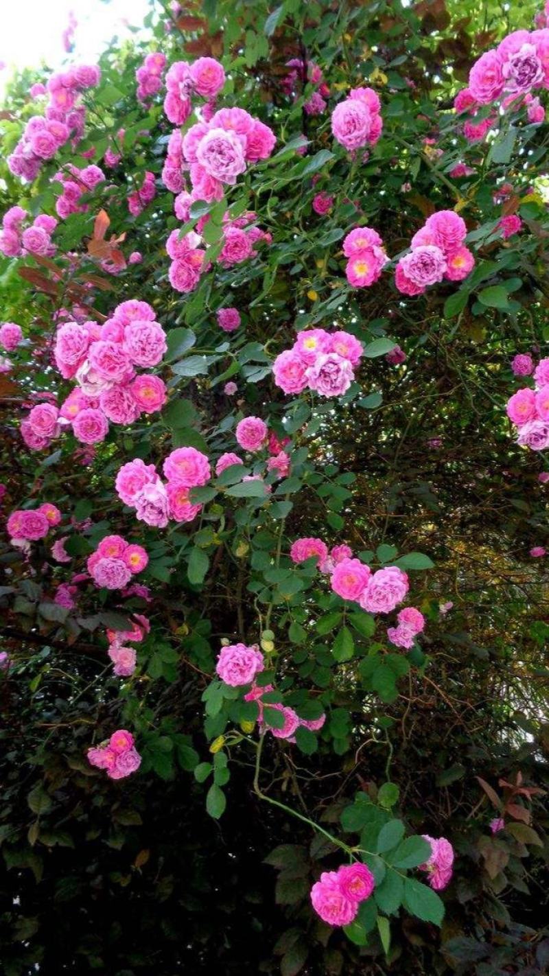墙薇花苗:爬藤植物，丰花墙薇，美化围墙及平房顶掉花和土壁